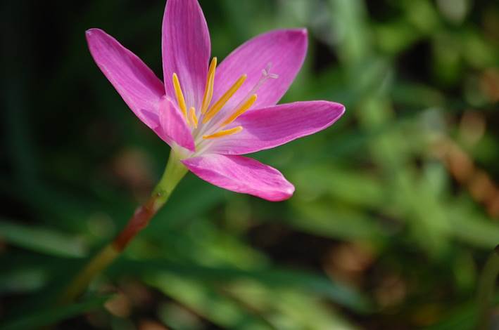 Descripci�n: Zephyranthes grandiflora01.JPG