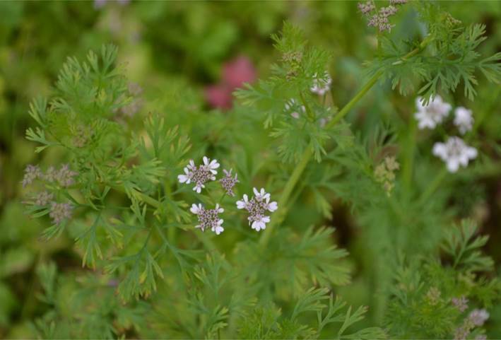 Descripci�n: D:\PUBLIC\trabajandolos\chloris chilensis pdf-enciclopedia\Fichas enciclopedicas\por hacer\apiaceae\coriandrum sativum.jpg