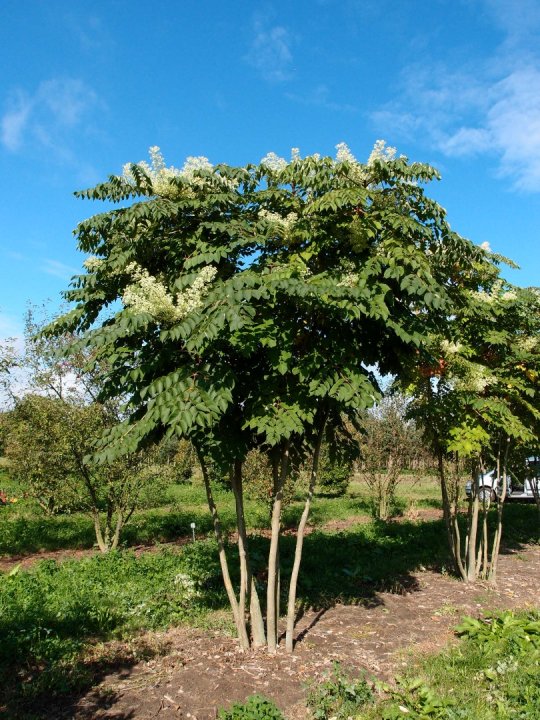 Descripci�n: Aralia-elata