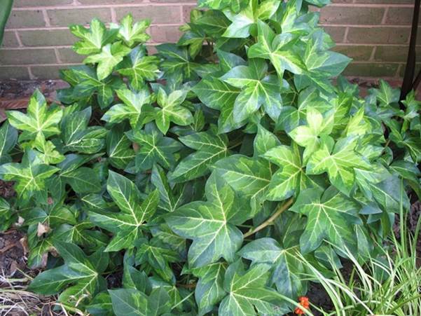 Descripci�n: Fatshedera