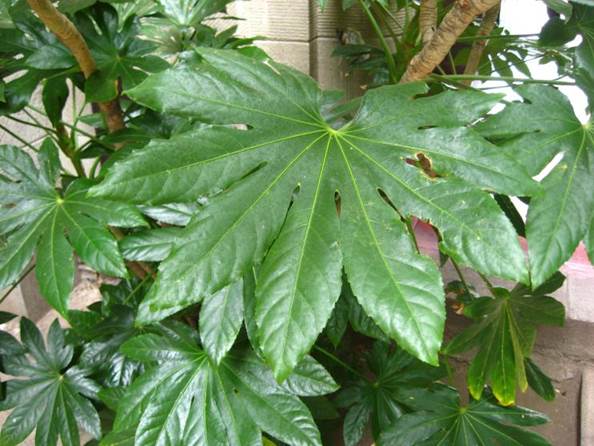 Descripci�n: F:\JM-disco duro\Vasculares x familia-todas\angiospermas-fotos-icon-textos\ARALIACEAE NATIVAS   Y  EXOTICAS\Fatsia japonica. valpo FJA.jpg