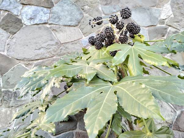 Descripci�n: D:\flores x genero\Ornamentales varias\Ornamentales\Angio Dicots\Fatsia japonica (4).jpg