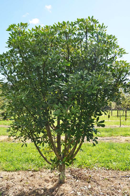 Descripci�n: Houpara (Pseudopanax lessonii) � Takana Native Trees