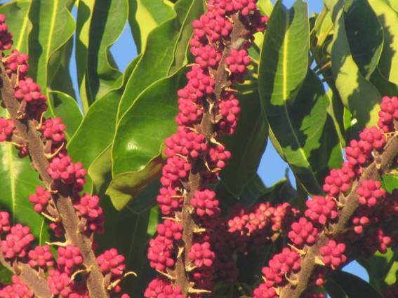 Descripci�n: D:\flores x localidad\floraxlocalidad\Tarapaca\quinchamale-Pica-05-2016\Pica\Pica\IMG_0939 shefflera actinophylla.JPG