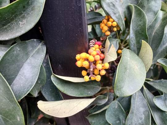 Descripci�n: D:\flores x genero\Ornamentales varias\Ornamentales\Angio Dicots\Schefflera arboricola (7).jpg