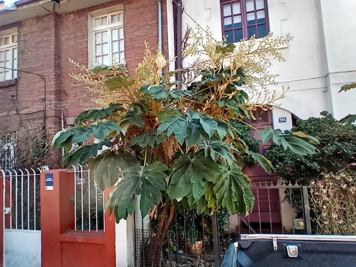 Descripci�n: D:\flores x genero\Ornamentales varias\Ornamentales\Angio Dicots\tetrapanax papyrifera (1).jpg