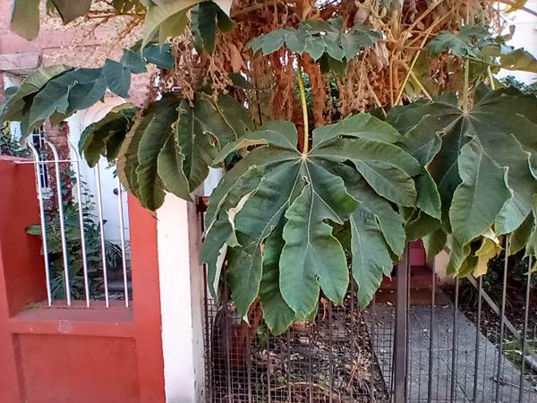 Descripci�n: D:\flores x genero\Ornamentales varias\Ornamentales\Angio Dicots\tetrapanax papyrifera (3).jpg
