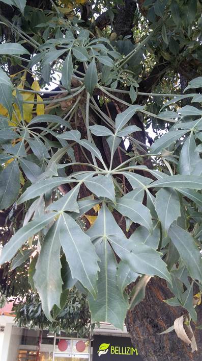 Descripci�n: D:\flores x genero\flora generos por alfabeto\fotos a-c\cussonia\cussonia spicata (araliaceae).jpg