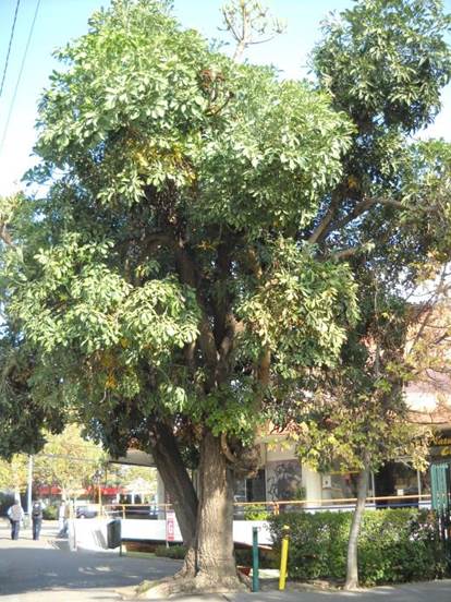 Descripci�n: F:\JM-disco duro\Vasculares x familia-todas\angiospermas-fotos-icon-textos\ARALIACEAE NATIVAS   Y  EXOTICAS\Cussonia spicata. Los cobres de Vitacura   FJA (2).JPG