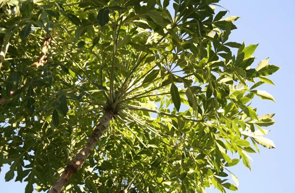 Descripci�n: F:\JM-disco duro\Vasculares x familia-todas\angiospermas-fotos-icon-textos\ARALIACEAE NATIVAS   Y  EXOTICAS\Cussonia spicata Isla de Maipo, RM, 20 de Dic del 2011  FJMB (4).JPG