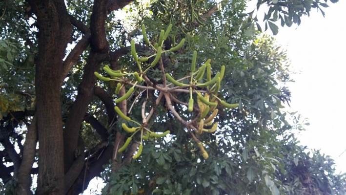 Descripci�n: D:\flores x genero\flora generos por alfabeto\fotos a-c\cussonia\cussonia spicata (araliaceae) (2).jpg