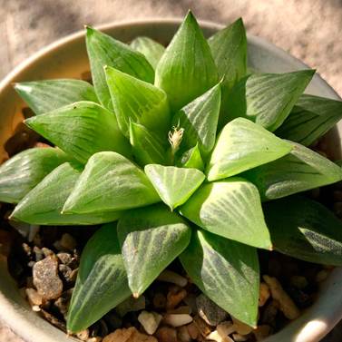 Haworthia Turgida