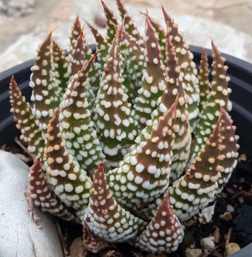 Tulista pumila "selected" (100 seeds)