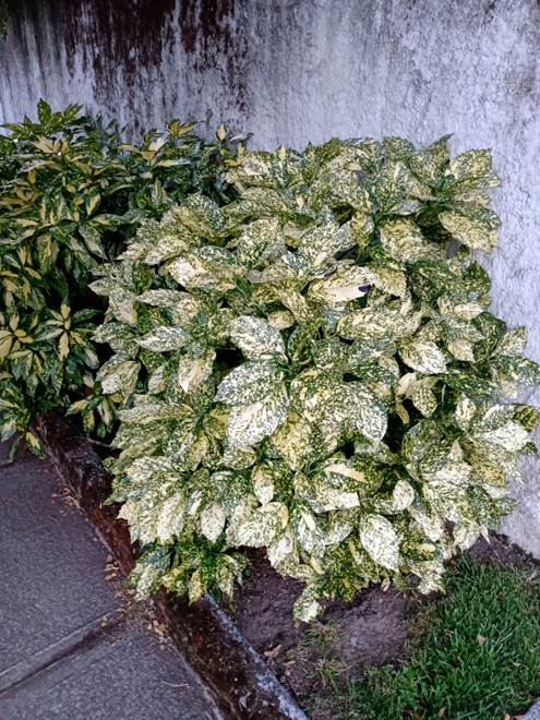 Descripci�n: D:\flores x genero\Ornamentales varias\Ornamentales\Angio-Dic-A-c\aucuba\Aucuba japonica (1).jpg