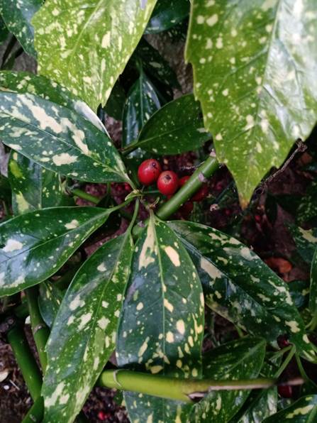 Descripci�n: D:\flores x genero\Ornamentales varias\Ornamentales\Angio-Dic-A-c\aucuba\Aucuba japonica (3).jpg