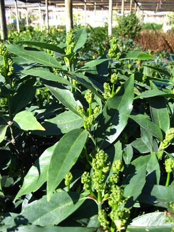 Descripci�n: C:\Users\amdx6\Desktop\Aucuba japonica. No variegada  FJA (1).JPG
