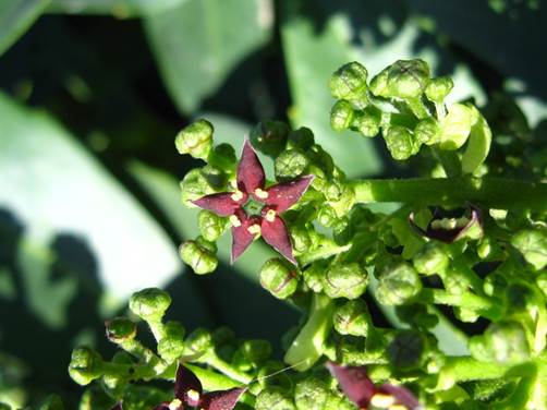 Descripci�n: C:\Users\amdx6\Desktop\Aucuba japonica. No variegada  FJA (2).JPG