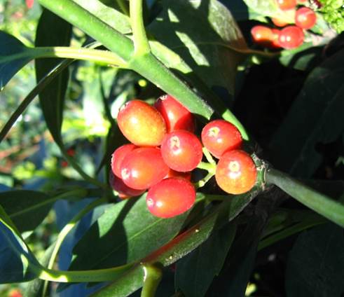 Descripci�n: C:\Users\amdx6\Desktop\Aucuba japonica. No variegada  FJA (4).JPG