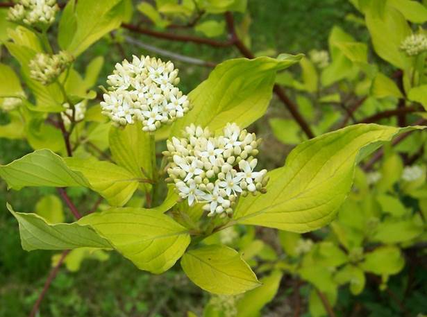 Descripci�n: https://upload.wikimedia.org/wikipedia/commons/1/1f/Cornus_alba_a2.jpg
