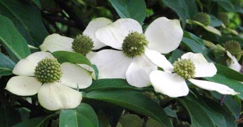 Descripci�n: D:\flores x genero\Ornamentales varias\Ornamentales\Angio-Dic-A-c\cornus\cornus-capitata-2.jpg