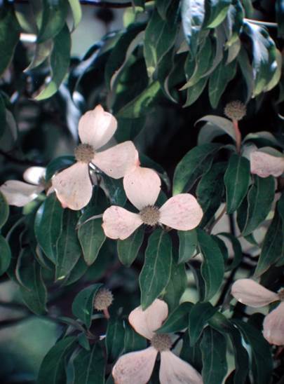 Descripci�n: G:\JM-disco duro\Vasculares x familia-todas\FOTOS\FOTOS  CARPETAS DISCO ORIGINAL (SIN ORDEN)\CORNACEAE  EXOTICAS DE CHILE  DCJMB54\Cornus   capitata   JMB76.JPG