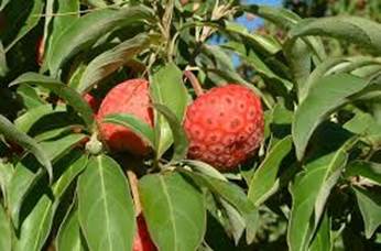 Descripci�n: D:\flores x genero\Ornamentales varias\Ornamentales\Angio-Dic-A-c\cornus\cornus capitata 1.jpg