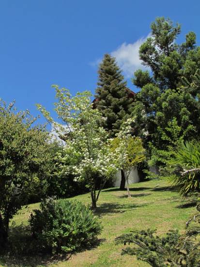 Descripci�n: D:\flores x genero\Ornamentales varias\Ornamentales\Angio-Dic-A-c\cornus\Cornus florida cf (5).JPG