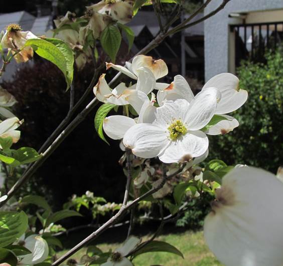 Descripci�n: D:\flores x genero\Ornamentales varias\Ornamentales\Angio-Dic-A-c\cornus\Cornus florida cf (3).JPG