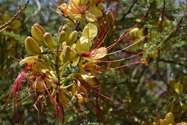 Descripci�n: D:\JM-disco duro\Vasculares x familia-todas\FOTOS\FOTOS  CARPETAS DISCO ORIGINAL (SIN ORDEN)\CAESALPINIACEA   II   DCJMB8832\Caesalpinia gilliesii  Vicu�a Octubre del 2012  FJMB49953 (6).JPG