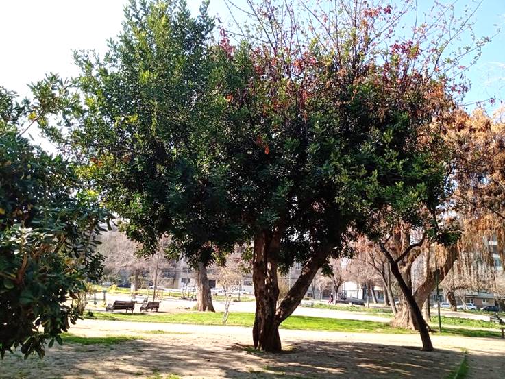 Descripci�n: D:\flores x genero\Ornamentales varias\Ornamentales\flora  ornamental\ceratonia siliqua (13).jpg