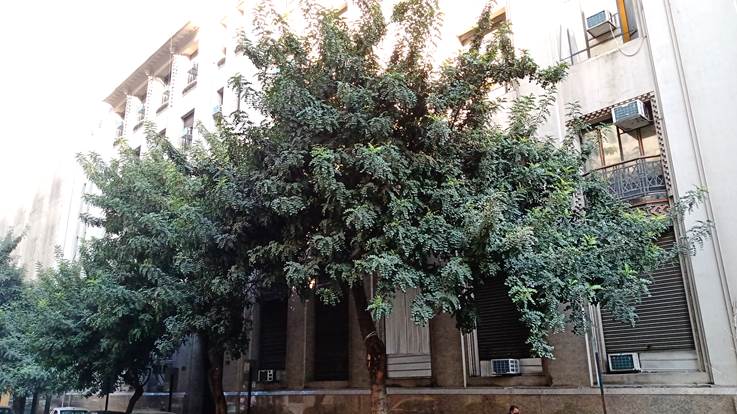 Descripci�n: D:\flores x genero\Ornamentales varias\Ornamentales\cel-junio-julio 2021\Ceratonia siliqua (2).jpg