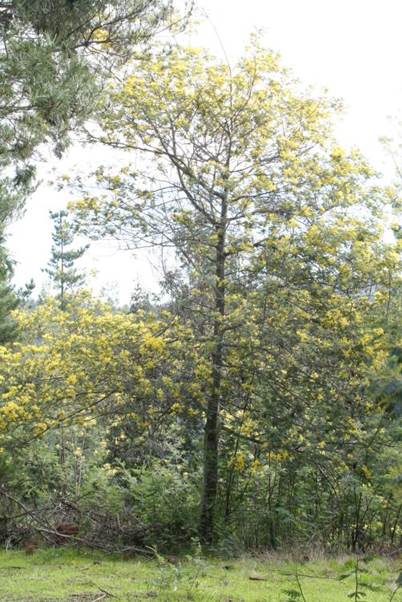 Descripci�n: Descripci�n: D:\flores x localidad\floraxlocalidad\Valparaiso\quebrada verde-Perales-2014-2016\TCVAL-Perales\tcval-oto�o junio-2016\tcval oto�o 2\237CANON\_MG_3800 acacia dealbata.JPG