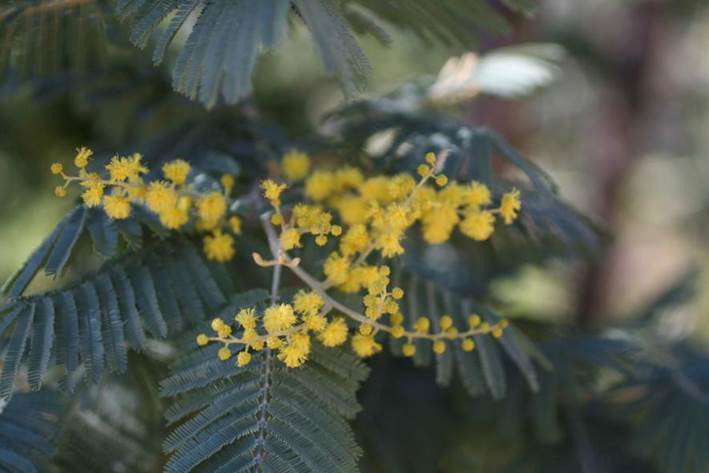 Descripci�n: Descripci�n: D:\flores x localidad\floraxlocalidad\Valparaiso\quebrada verde-Perales-2014-2016\TCVAL-Perales\tcval-oto�o junio-2016\tcval-oto�o 1\144 acacia dealbata.JPG