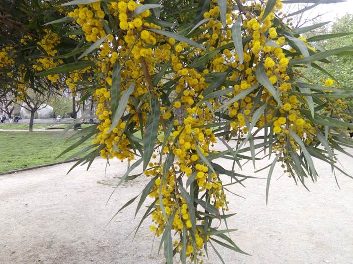 Descripci�n: D:\flores x genero\flora generos por alfabeto\fotos a-c\acacia\Acacia  cyanophylla 2706 (2).jpg