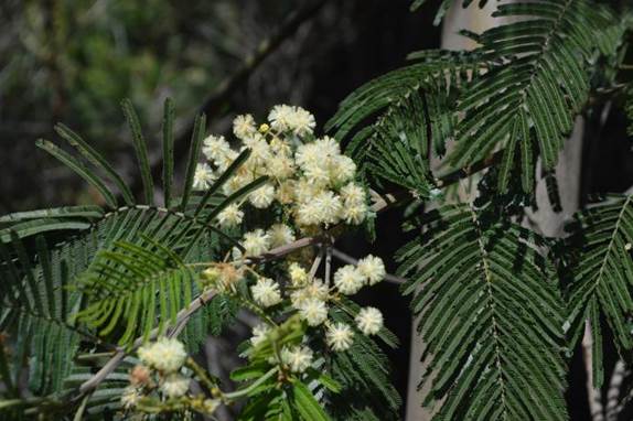 Descripción: D:\JM-disco duro\Vasculares x familia-todas\angiospermas-fotos-icon-textos\Fabaceae\FABACEAE EXOTICAS\Acacia mearnsii De Wild. FJMB Laguna Verde 18-20 Nov. 2015.JPG