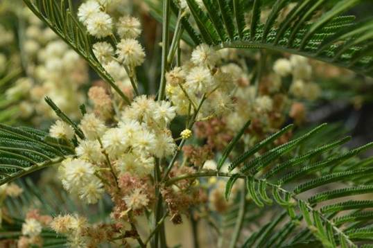 Descripción: D:\JM-disco duro\Vasculares x familia-todas\angiospermas-fotos-icon-textos\Fabaceae\FABACEAE EXOTICAS\Acacia mearnsii De Wild. FJMB Laguna Verde 18-20 Nov. 2015 (1).JPG