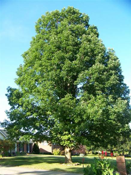Descripci�n: White Oak | Medicinal Herb Info