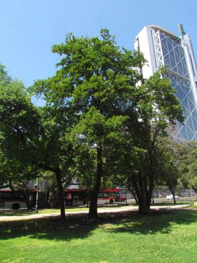 Descripci�n: Descripci�n: D:\flores x genero\Ornamentales varias\Ornamentales\flora  ornamental\356_2910\quercus cerris (1).JPG