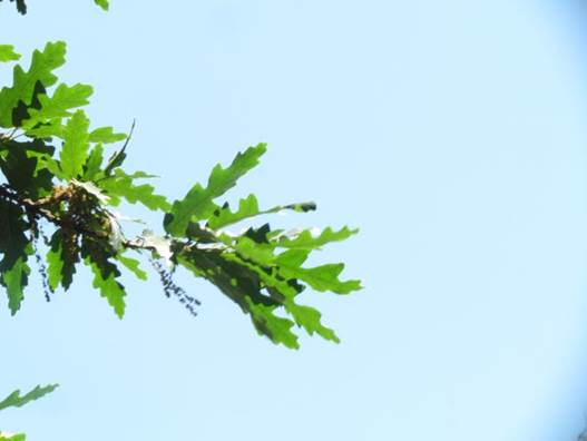 Descripci�n: Descripci�n: D:\flores x genero\Ornamentales varias\Ornamentales\flora  ornamental\356_2910\quercus cerris (6).JPG