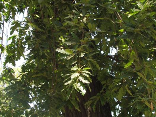 Descripci�n: Descripci�n: D:\flores x genero\Ornamentales varias\Ornamentales\flora  ornamental\356_2910\quercus cerris.JPG