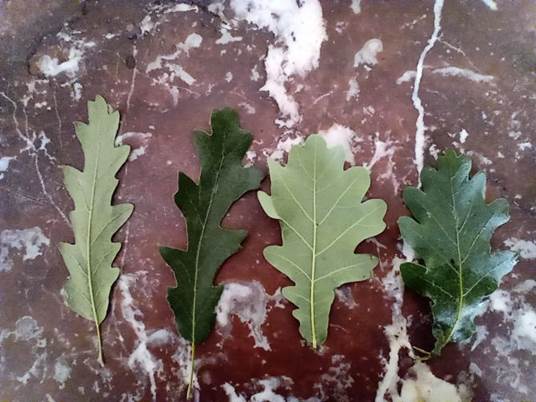 Descripci�n: Descripci�n: D:\flores x genero\Ornamentales varias\Ornamentales\flora  ornamental\356_2910\quercus  cerris-q.robur.jpg
