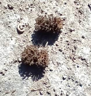 Descripci�n: Descripci�n: D:\flores x genero\Ornamentales varias\Ornamentales\flora  ornamental\quercus cerris (2).jpg