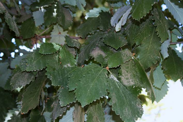 Descripci�n: D:\JM-disco duro\Vasculares x familia-todas\angiospermas-fotos-icon-textos\FAGACEAE   EXOTICAS\Quercus prinus Qta. Nornal  FJMB (4).JPG