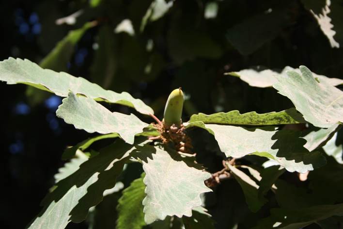 Descripci�n: D:\JM-disco duro\Vasculares x familia-todas\angiospermas-fotos-icon-textos\FAGACEAE   EXOTICAS\Quercus prinus Qta. Nornal  FJMB .JPG
