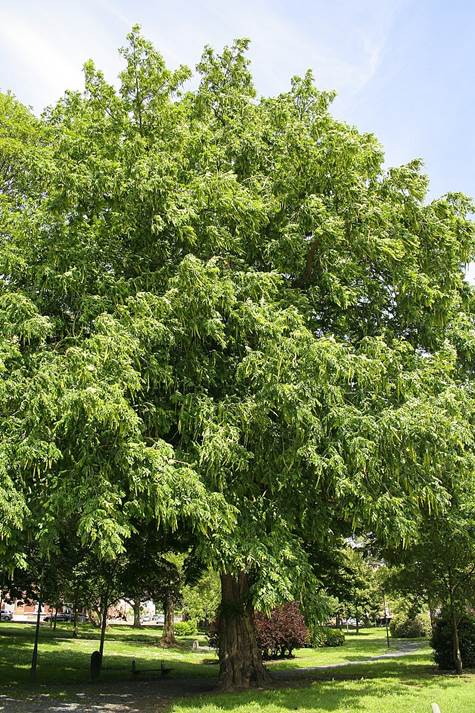 Descripci�n: https://upload.wikimedia.org/wikipedia/commons/thumb/e/e9/Pterocarya_fraxinifolia_JPG3a.jpg/800px-Pterocarya_fraxinifolia_JPG3a.jpg