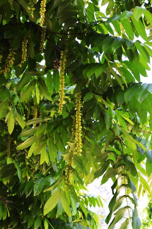 Descripci�n: D:\JM-disco duro\Vasculares x familia-todas\angiospermas-fotos-icon-textos\JUGLANDACEAE\Pterocarya rittteriana  J.  Bot. Nacional  FJMB  11 Nov. 2015  (4).JPG