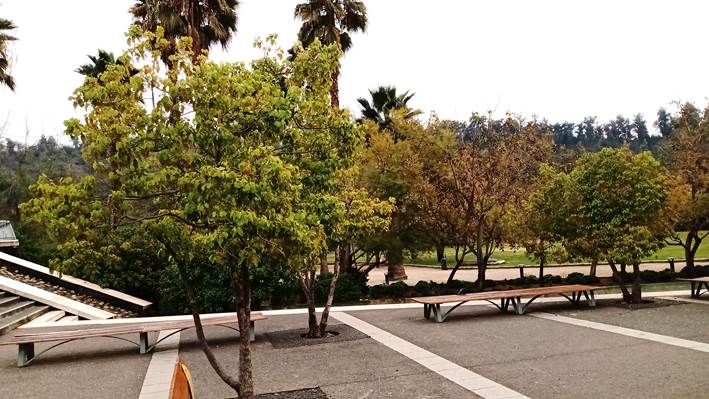 Descripci�n: D:\flores x genero\Ornamentales varias\Ornamentales\Angio Dicots\Cinammomum glanduliferum (3).jpg