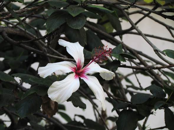 Descripción: D:\flores x genero\Ornamentales varias\Ornamentales\Angio Dicots\Hibiscus rosa-sinensis (3).JPG