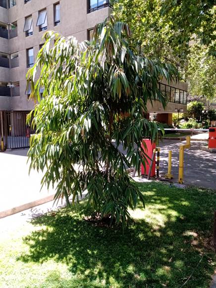 Descripci�n: D:\flores x genero\Ornamentales varias\Ornamentales\flora  ornamental\Ficus binnendijkii  (2).jpg