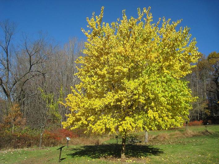 Descripci�n: Descripci�n: https://www.jardineriaon.com/wp-content/uploads/2020/02/Hojas-amarillas.jpg